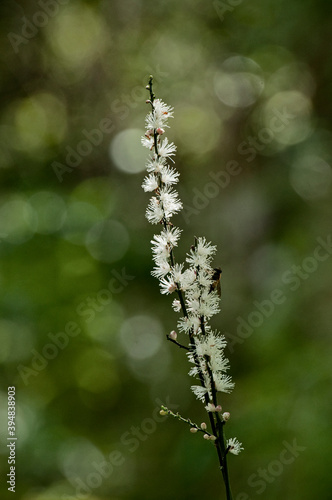 日本固有種でやや湿った場所に生育するイヌショウマ