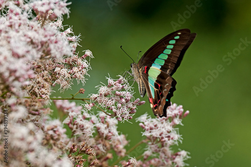 アオスジアゲハとフジバカマ