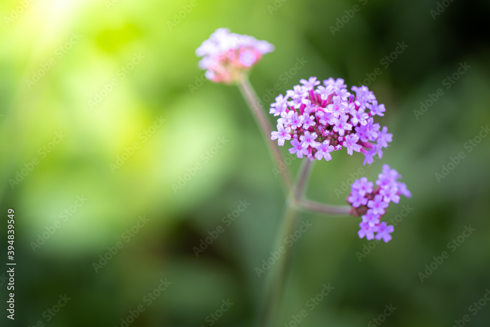 The background image of the colorful flowers The background image of the colorful flowers