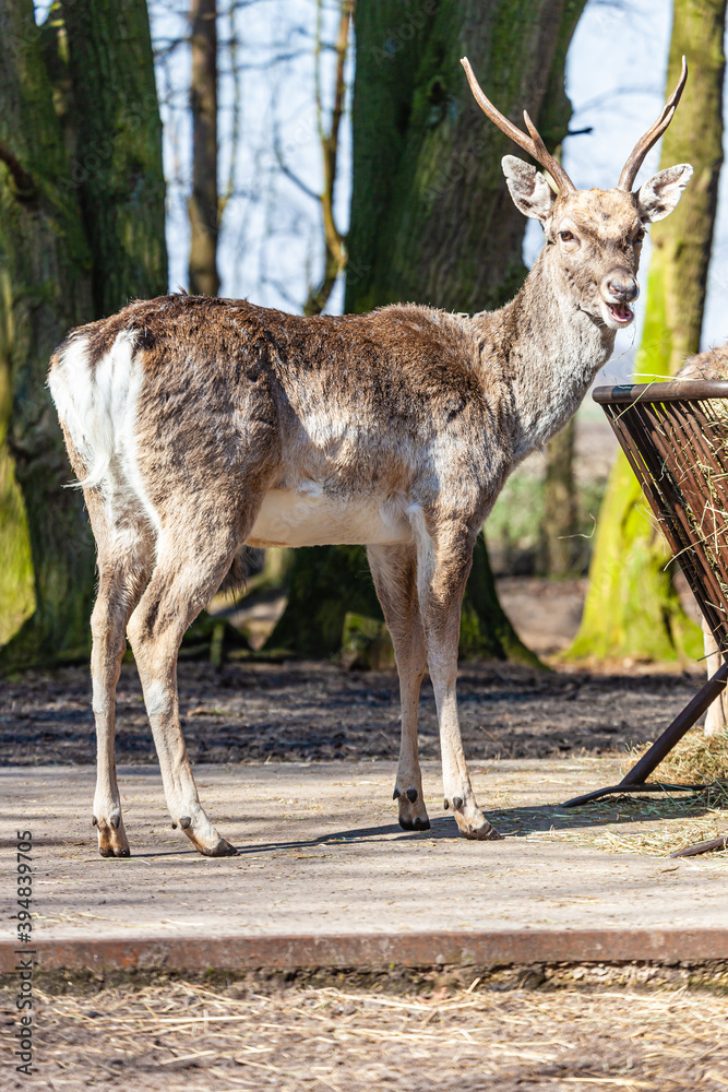 Obraz premium Wildpaek Daun, Eifel, Germany