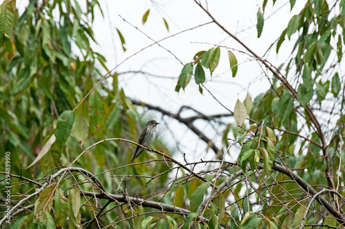 旅鳥として春と秋の渡りの時期に飛来するエゾビタキ