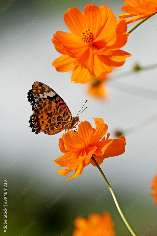 Obraz premium 羽を休めるヒメアカタテハ