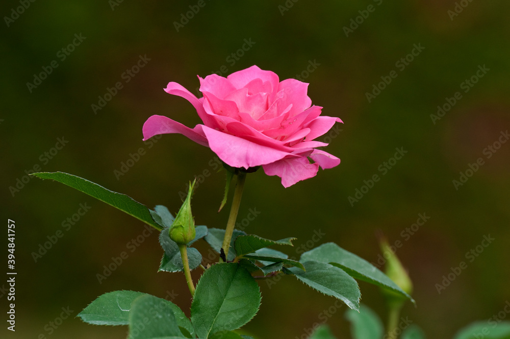 ローズ色の花の咲く薔薇うらら