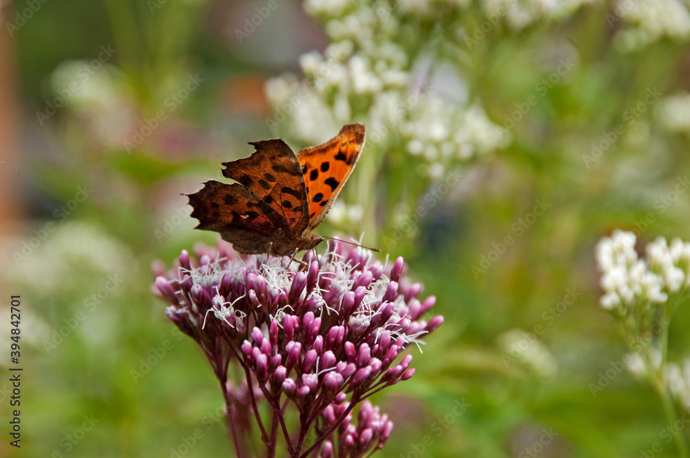 Obraz premium 秋の七草のひとつフジバカマの花に吸蜜しているキタテハ
