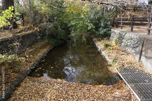 銀杏の枯葉が浮かぶ、秋の玉川上水