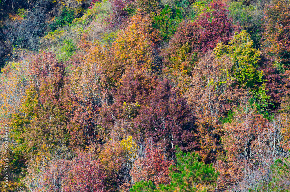 Late, autumn, scenery, of, Qingliangzhai, Scenic, Area, in, Wuhan, Hubei Late, autumn, scenery, of, Qingliangzhai, Scenic, Area, in, Wuhan, Hubei