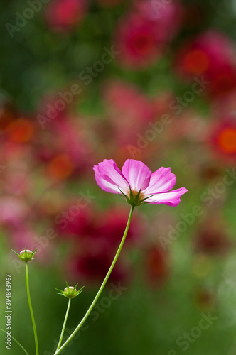 ピンクと白の可愛い花 © IRCデータ・プロ・テクニカ