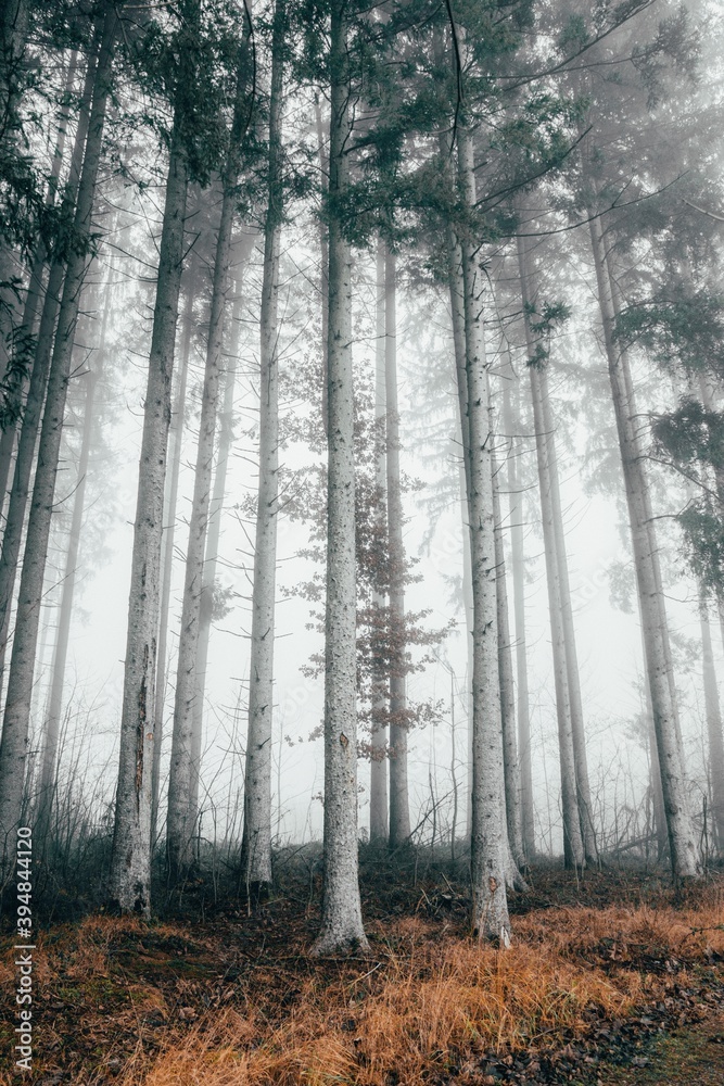 Fototapeta premium forest in autumn