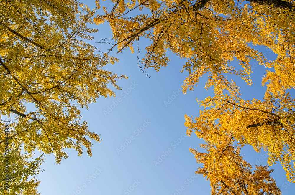 Obraz premium イチョウと青空
