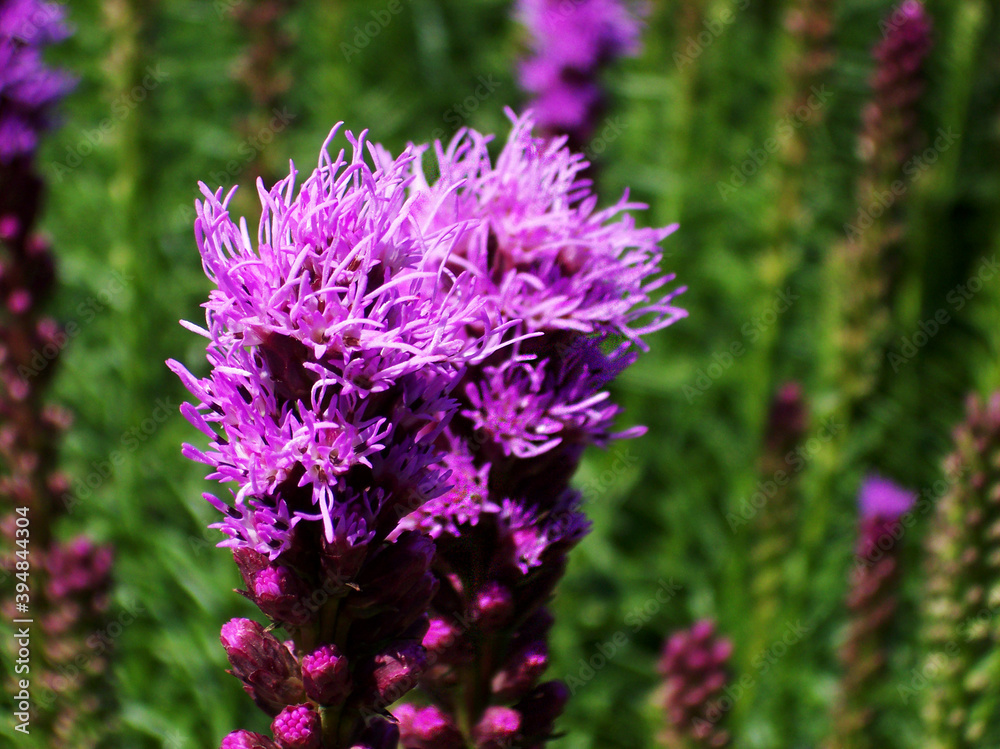 Fototapeta premium Liatris Spicata Compositae Flower