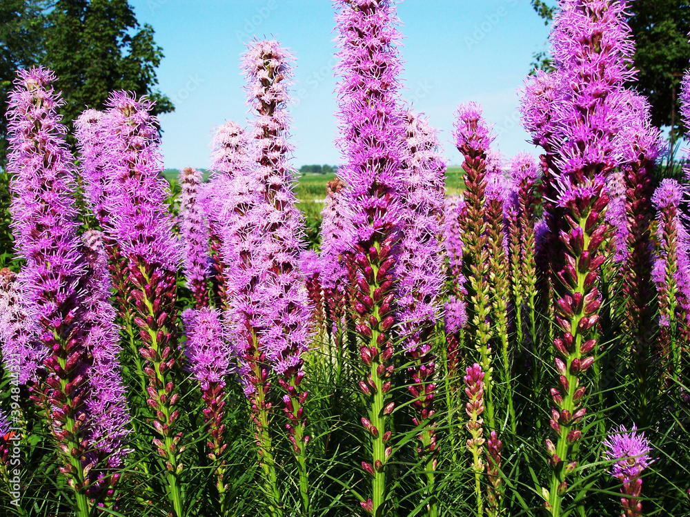 Fototapeta premium North American Liatris Spicata Flower