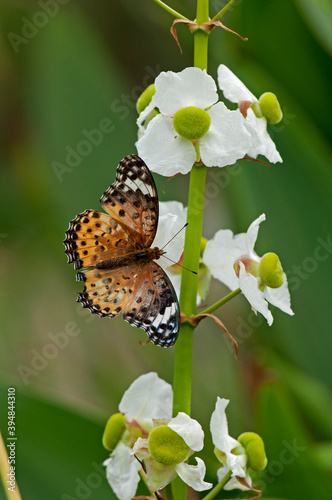 翅を休めるツマグロヒョウモン photo