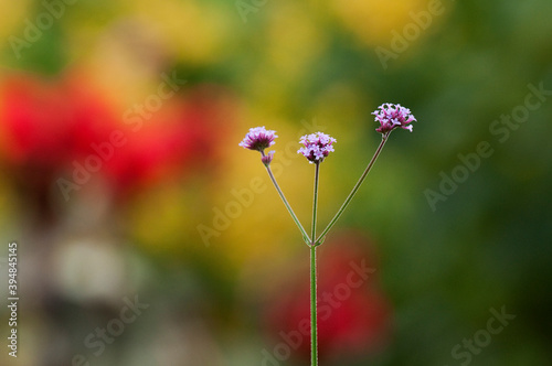 小さな紅紫色の花をたくさんつけるサンジャクバーベナ