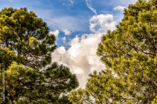 Clouds Between Trees