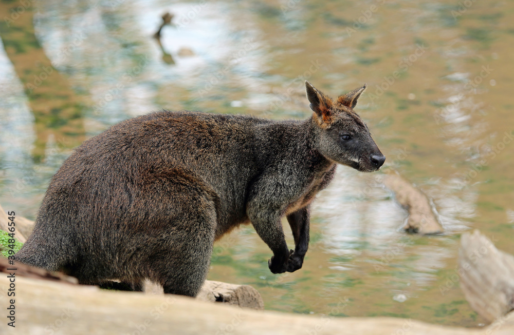 Wallaby on the lake - Victoria, Australia