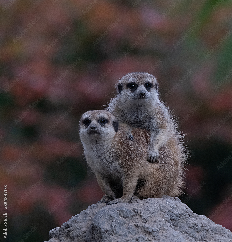 Fototapeta premium meerkat on a rock