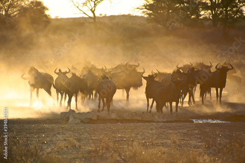 Blue Wildebeests in Kgalagadi Transfrontier Park