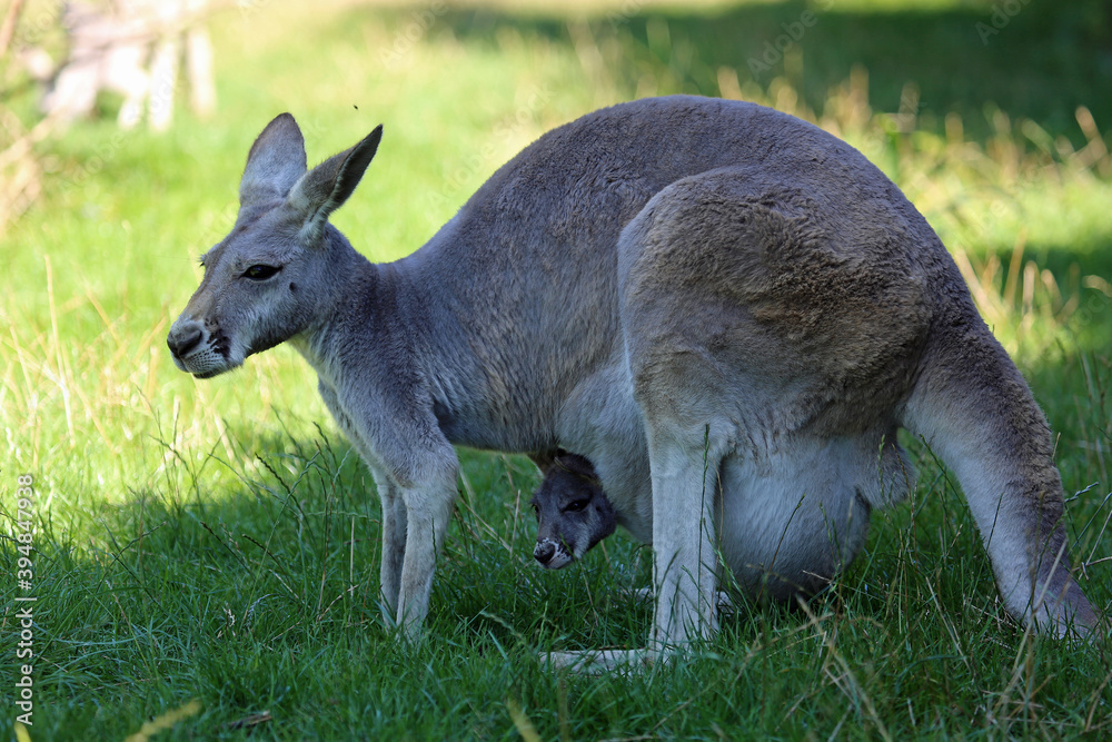 Kangaroo mother in profile - Victoria, Australia Kangaroo mother in profile - Victoria, Australia