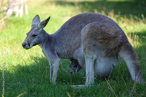 Kangaroo mother in profile - Victoria, Australia