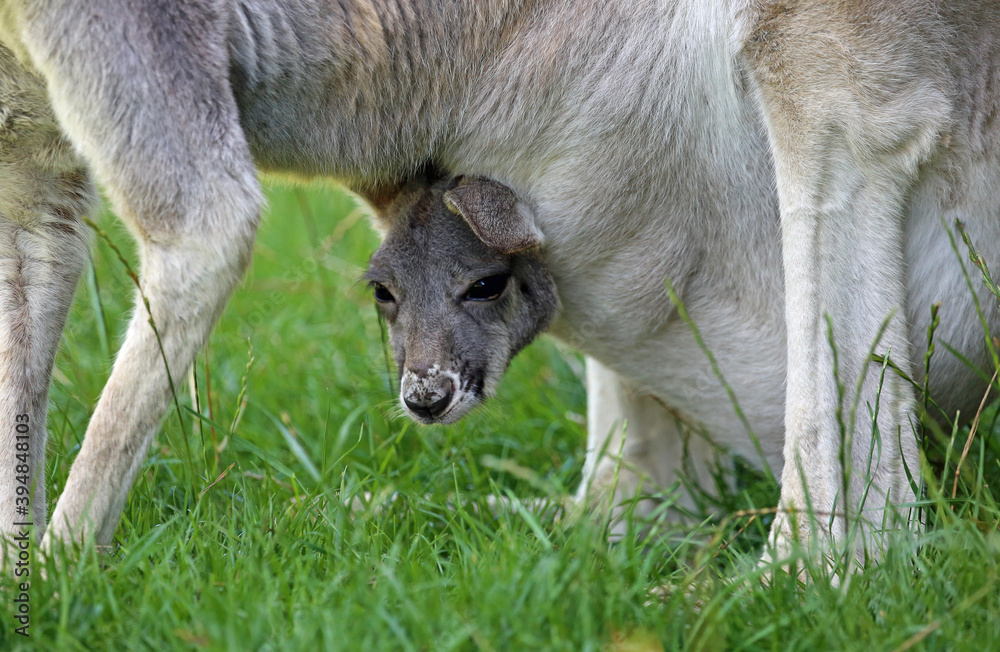 Joey in the pouch - Kangaroo - Victoria, Australia Joey in the pouch - Kangaroo - Victoria, Australia