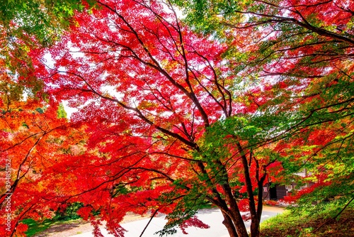 朝地の紅葉