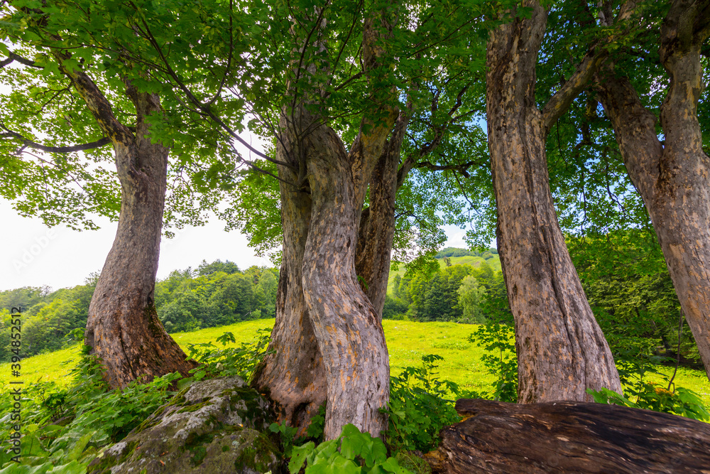 Beautiful scene at Caucasus mountains with trees Beautiful scene at Caucasus mountains with trees