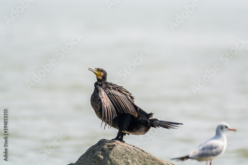 Great Cormorant, (Phalacrocorax carbo), standing on a stone in the sea in the city of Shenzhen, China