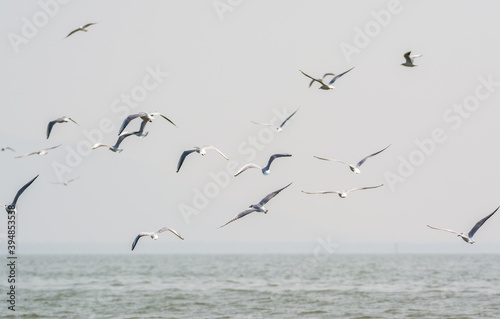 White seagulls flying over the water in Shenzhen Bay, Guangdong, China © zz3701