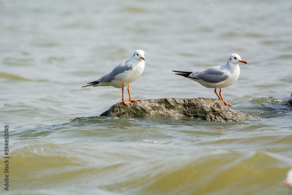 Two white seagulsl perching at the stone at Shenzhen Bay, China Two white seagulsl perching at the stone at Shenzhen Bay, China
