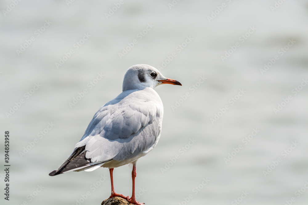 A white seagull perching at the stone at Shenzhen Bay, China