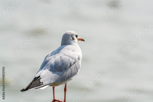 A white seagull perching at the stone at Shenzhen Bay, China