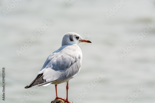 A white seagull perching at the stone at Shenzhen Bay, China