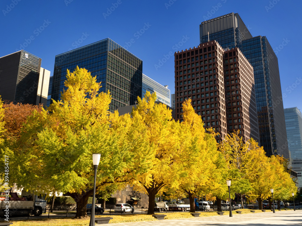 Obraz premium 東京都 黄葉した丸の内のイチョウ並木 
