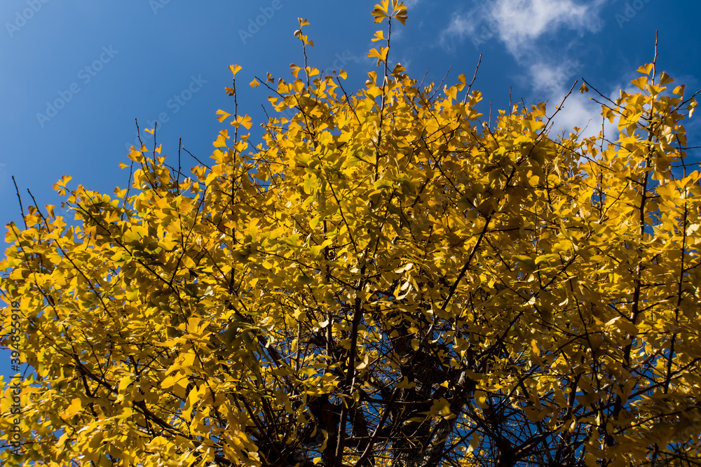 Yellow-colored Ginkgo Trees in Japan