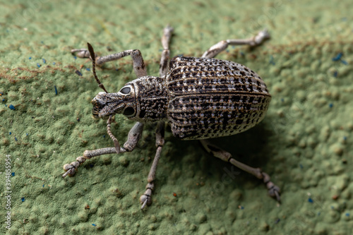 Broad-nosed Weevil on a green wall photo