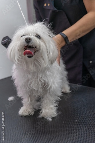 Woman cutting the hair of a white dog at a veterinary center