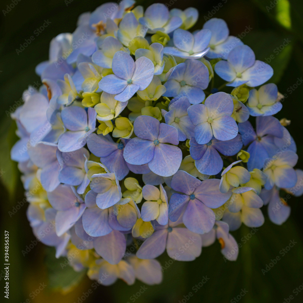 Beautiful French Hydrangea Flower in a Sydney Park Australia