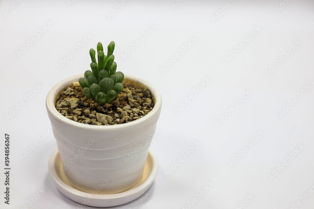 Water Drop Haworthia The haworthia cactus is a beautiful small tree used to grow indoors.