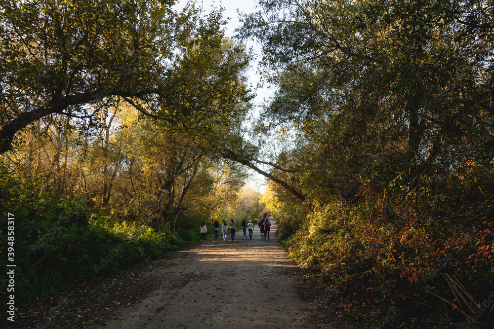 Road leading to distant through tree woods and silhouette of walking people. Forest trekking trail, autumn landscape