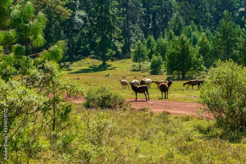 Sheeps in the meadow in the middle of forest sunny weather © Aliaksandr