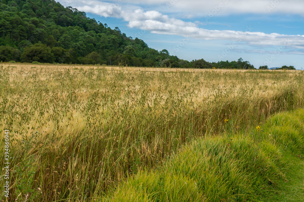 Field of wheat spring sunny day horizontal scenic view Field of wheat spring sunny day horizontal scenic view
