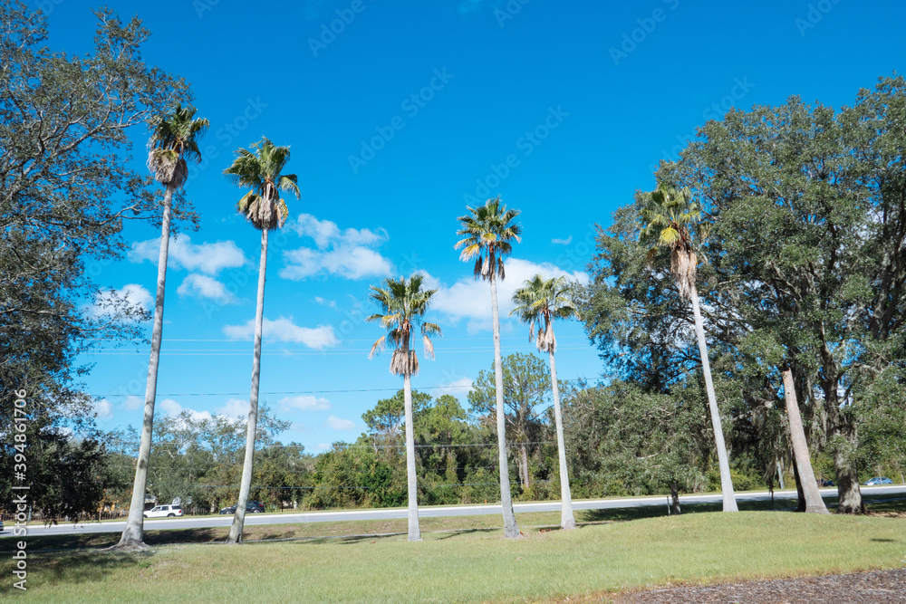 Autumn landscape of New Tampa in Florida