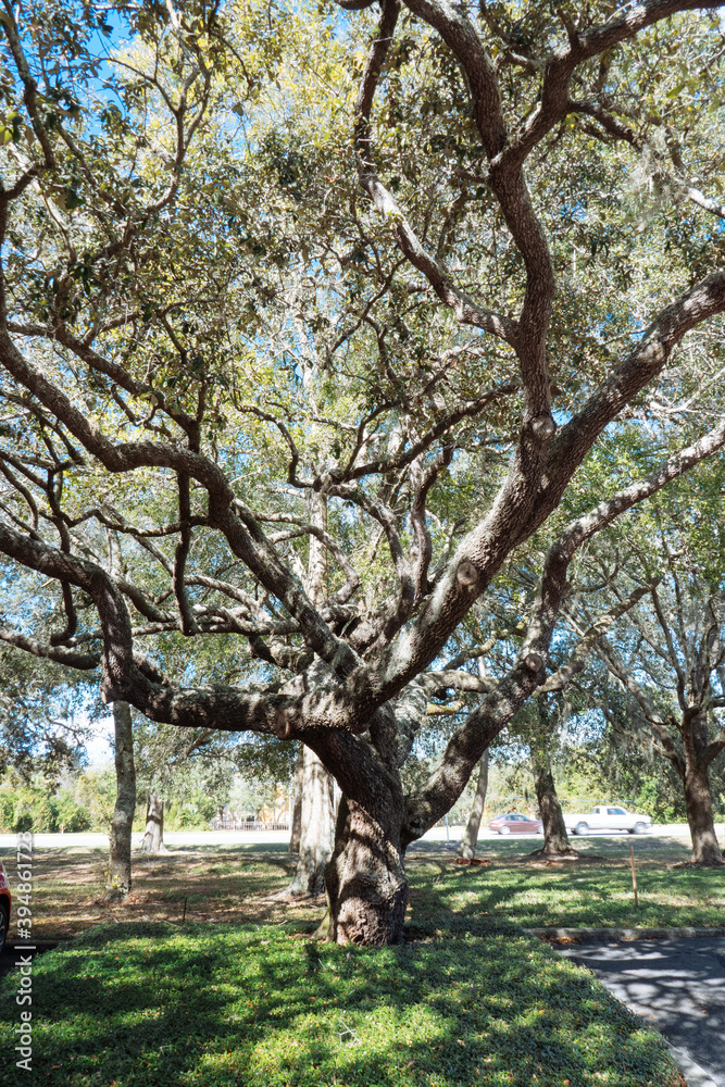 Autumn landscape of New Tampa in Florida Autumn landscape of New Tampa in Florida