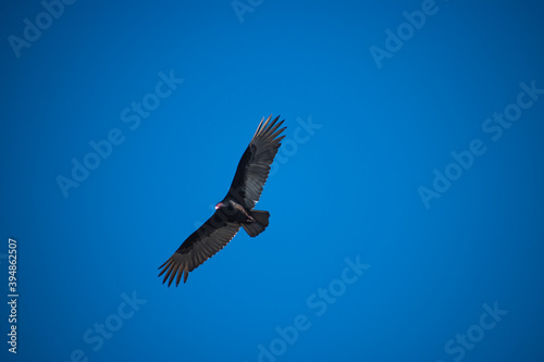 Found a beautiful turkey vulture on a Caribbean beach