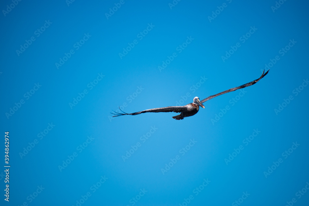 Pelican with wide wings soaring towards us Pelican with wide wings soaring towards us