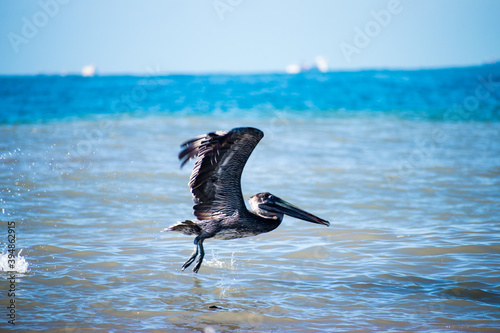 Pelican taking off off the ocean surface