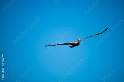 Pelican with wide wings soaring towards us