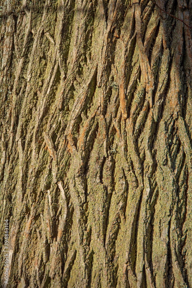 Bark of the Quercus cerris, the Turkey oak or Austrian oak. Texture. Abstract view.