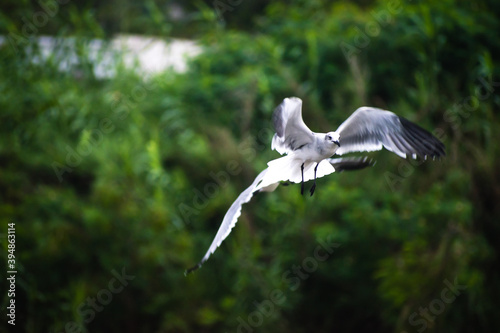 Sea bird ready to make landing