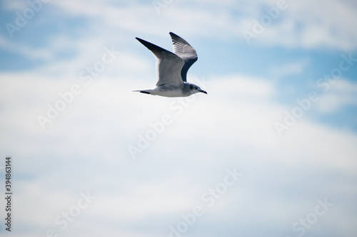 White bird soaring through clouds